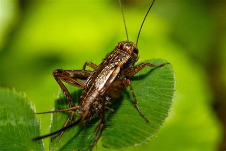 Discover Free Cricket Insect Images For Your Projects